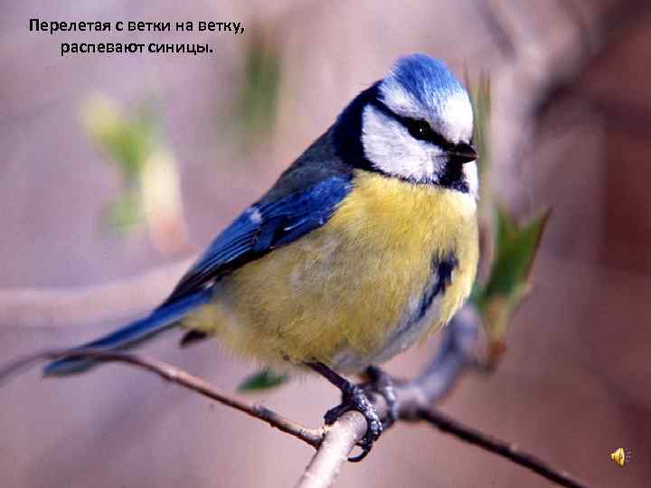 Перелетая с ветки на ветку, распевают синицы. 