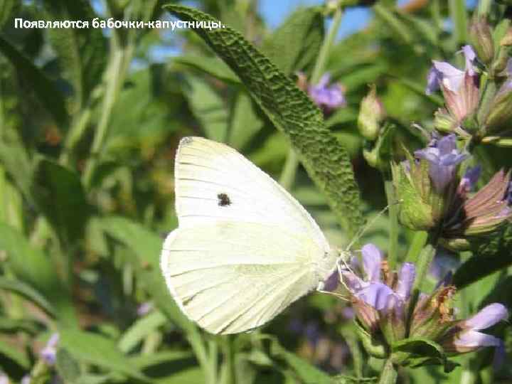 Появляются бабочки-капустницы. 
