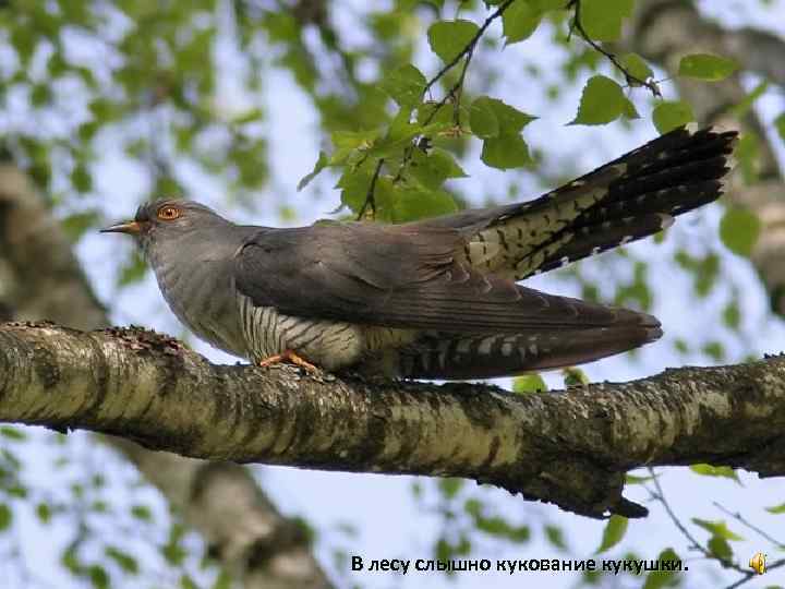 В лесу слышно кукование кукушки. 