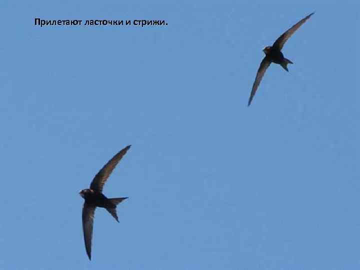 Прилетают ласточки и стрижи. 