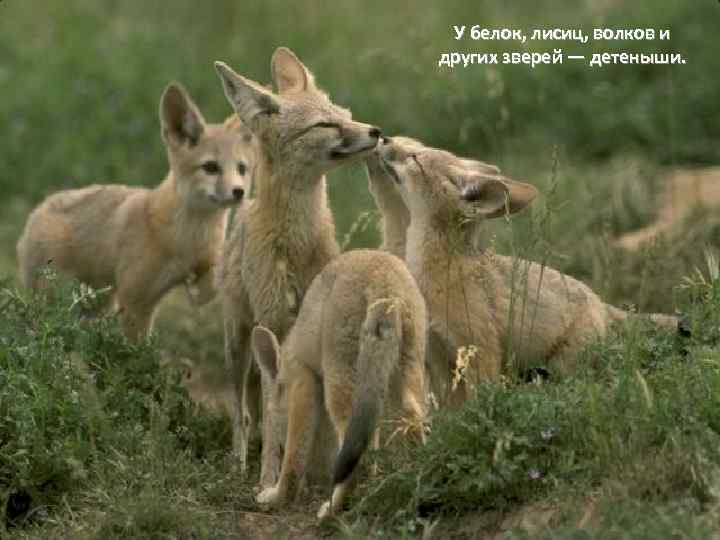  У белок, лисиц, волков и других зверей — детеныши. 