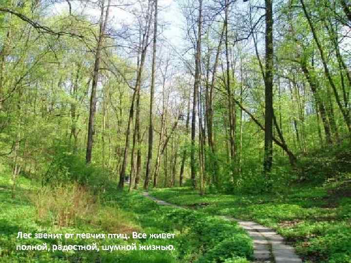 Лес звенит от певчих птиц. Все живет полной, радостной, шумной жизнью. 