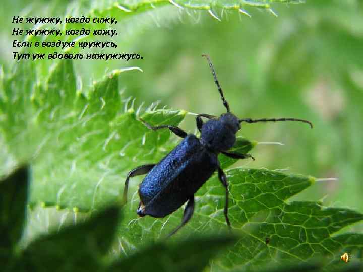 Не жужжу, когда сижу, Не жужжу, когда хожу. Если в воздухе кружусь, Тут уж