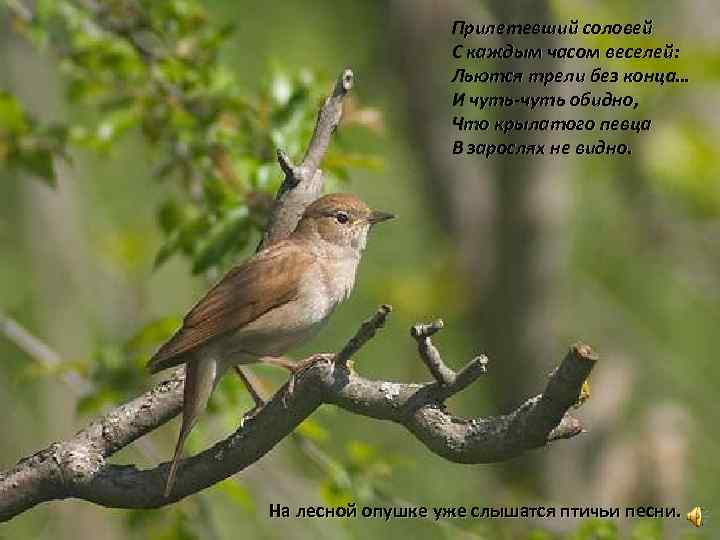     Прилетевший соловей    С каждым часом веселей: 