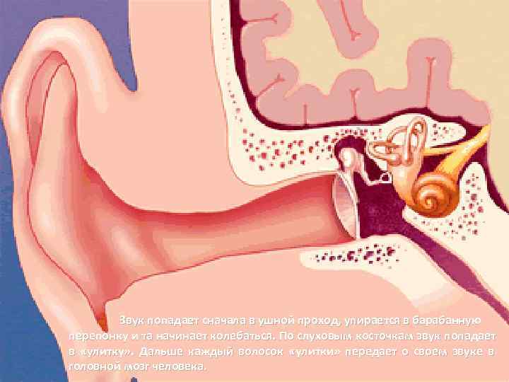   Звук попадает сначала в ушной проход, упирается в барабанную перепонку и та