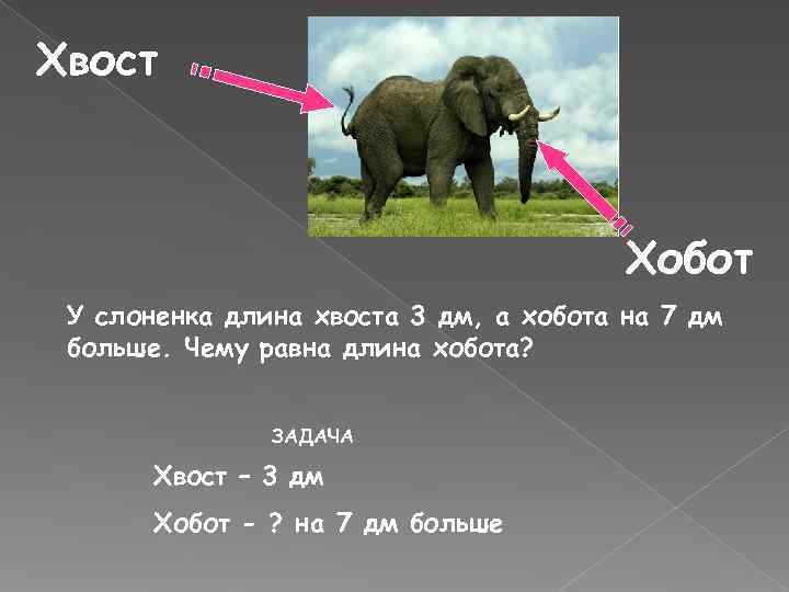Хвост    Хобот У слоненка длина хвоста 3 дм, а хобота на