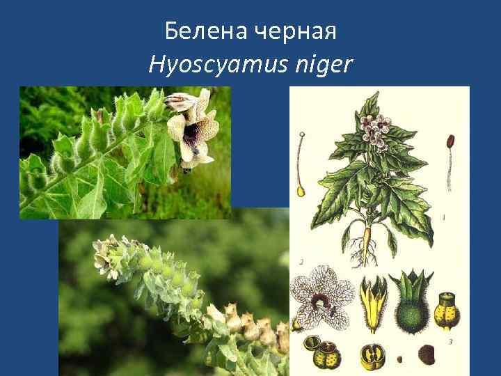 Белена черная Hyoscyamus niger 