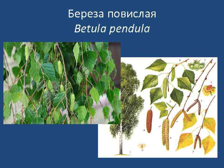 Береза повислая Betula pendula 