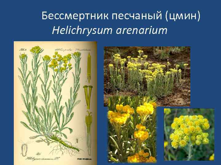 Бессмертник песчаный (цмин) Helichrysum arenarium 