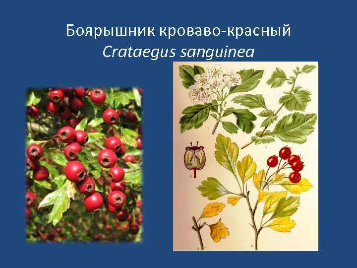 Боярышник кроваво-красный Crataegus sanguinea 
