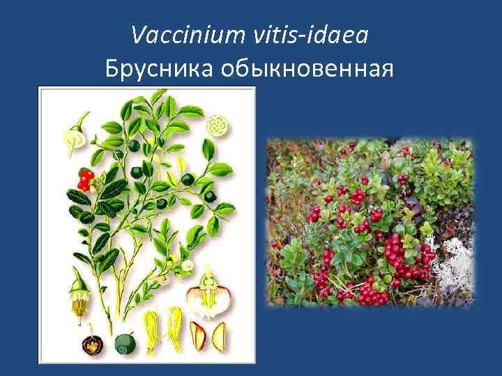 Vaccinium vitis-idaea Брусника обыкновенная 