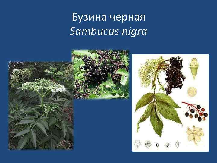 Бузина черная Sambucus nigra 
