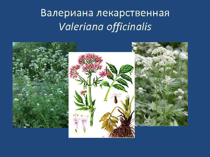 Валериана лекарственная Valeriana officinalis 