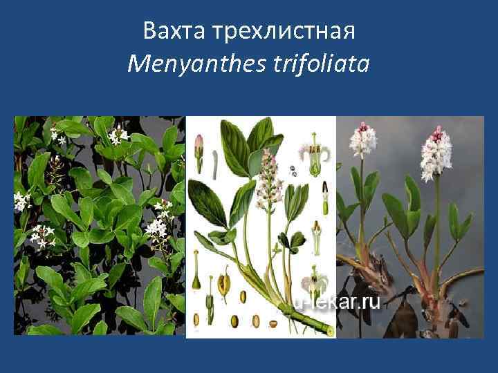 Вахта трехлистная Menyanthes trifoliata 