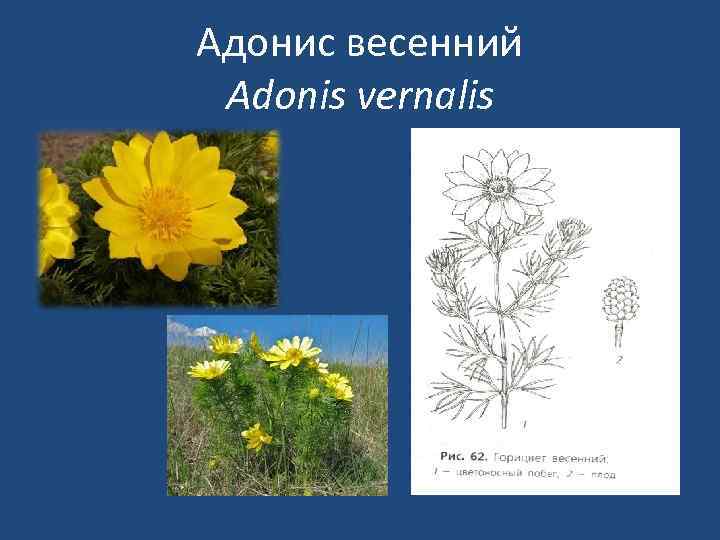 Адонис весенний Adonis vernalis 