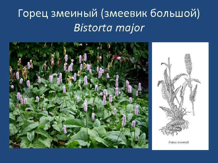 Горец змеиный (змеевик большой) Bistorta major 