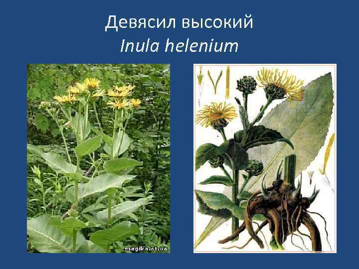 Девясил высокий Inula helenium 