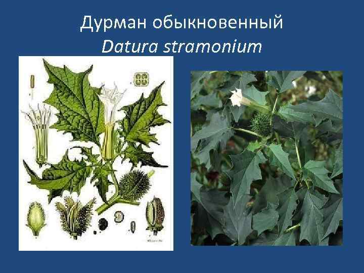Дурман обыкновенный Datura stramonium 