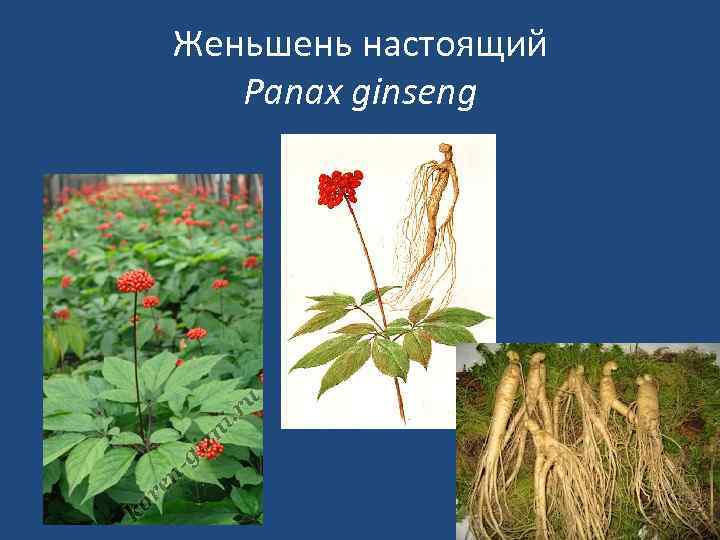 Женьшень настоящий Panax ginseng 