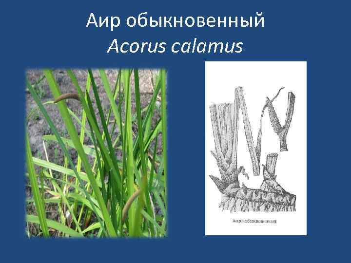 Аир обыкновенный Acorus calamus 