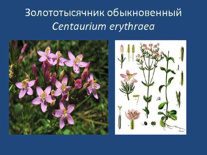 Золототысячник обыкновенный Centaurium erythraea 