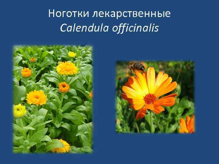 Ноготки лекарственные Calendula officinalis 