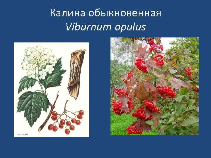 Калина обыкновенная Viburnum opulus 