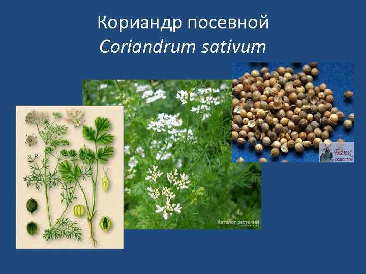 Кориандр посевной Coriandrum sativum 
