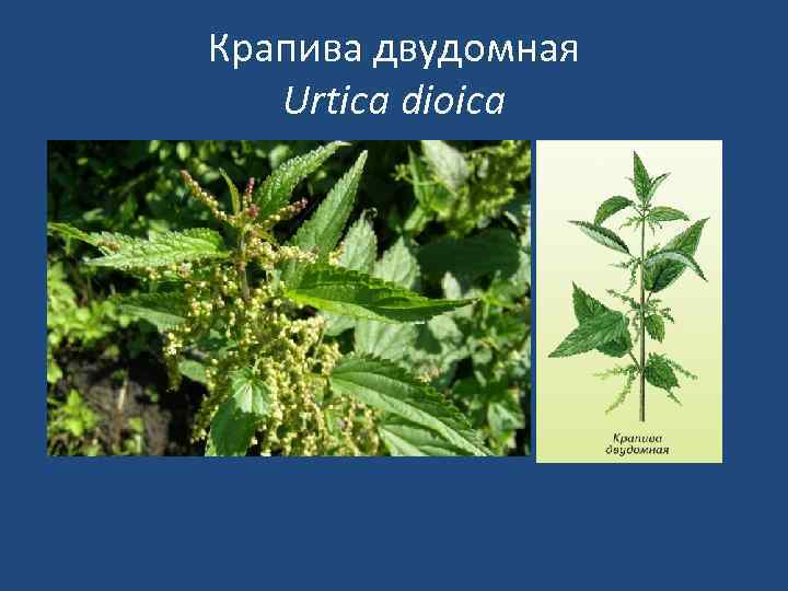 Крапива двудомная Urtica dioica 