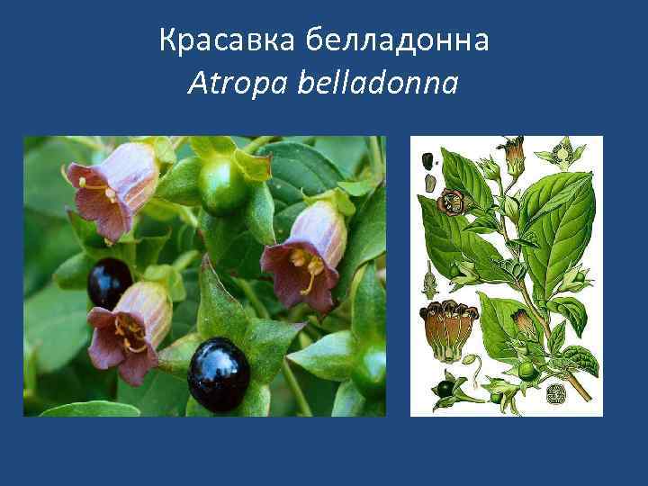 Красавка белладонна Atropa belladonna 