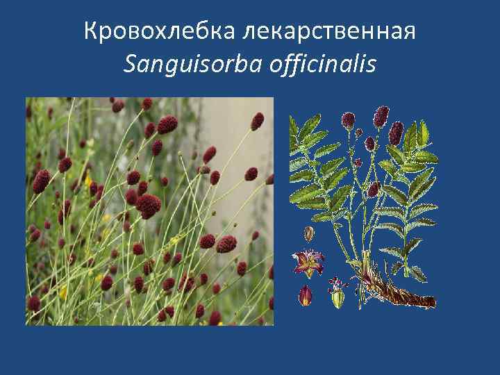 Кровохлебка лекарственная Sanguisorba officinalis 