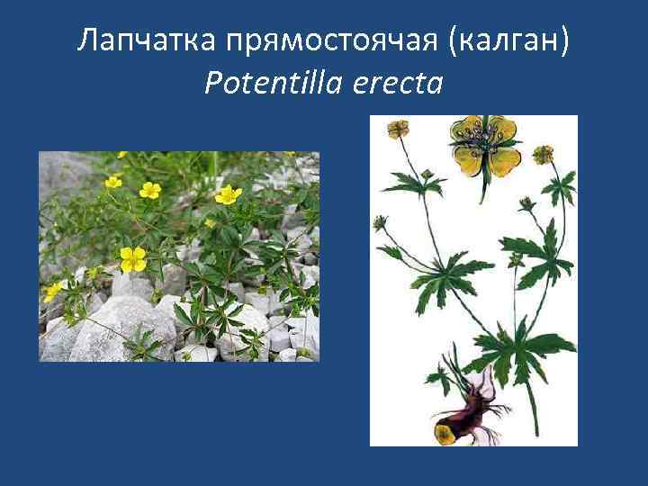 Лапчатка прямостоячая (калган) Potentilla erecta 