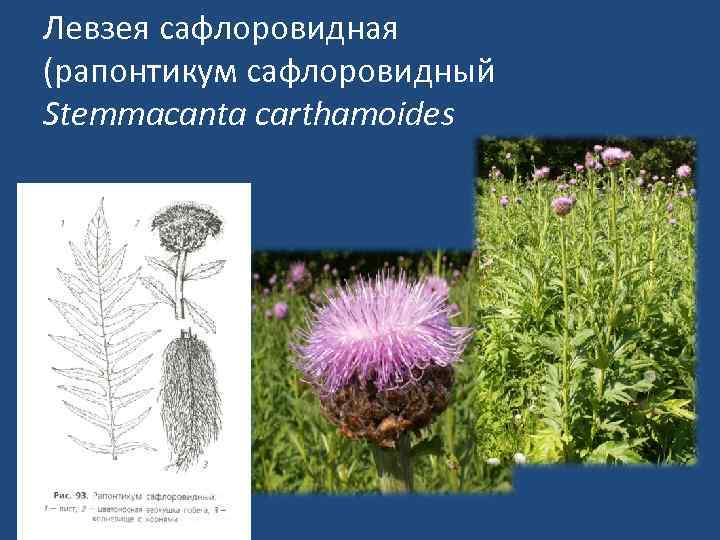 Левзея сафлоровидная (рапонтикум сафлоровидный Stemmacanta carthamoides 
