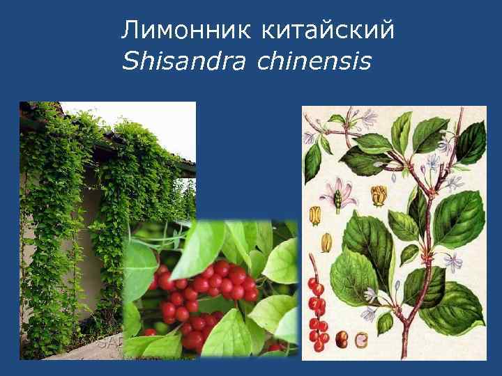 Лимонник китайский Shisandra chinensis 
