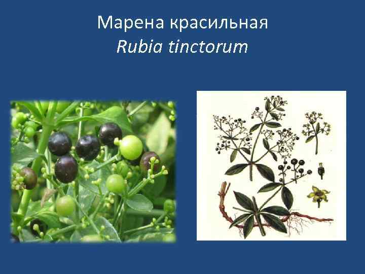 Марена красильная Rubia tinctorum 