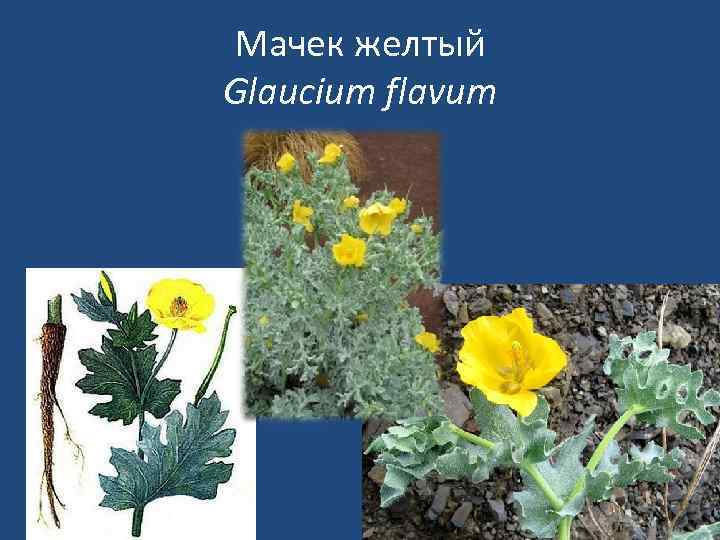 Мачек желтый Glaucium flavum 