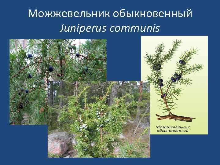 Можжевельник обыкновенный Juniperus communis 