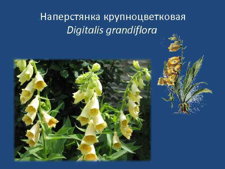 . Наперстянка крупноцветковая Digitalis grandiflora 