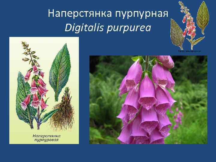Наперстянка пурпурная Digitalis purpurea 