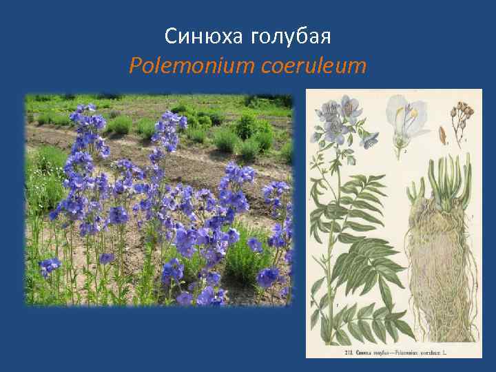 Синюха голубая Polemonium coeruleum 