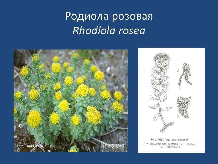 Родиола розовая Rhodiola rosea 