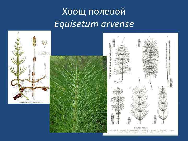 Хвощ полевой Equisetum arvense 