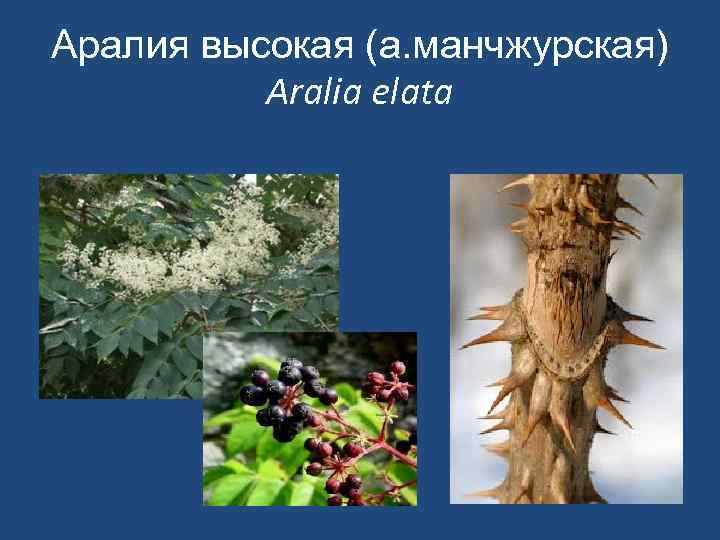 Аралия высокая (а. манчжурская) Aralia elata 