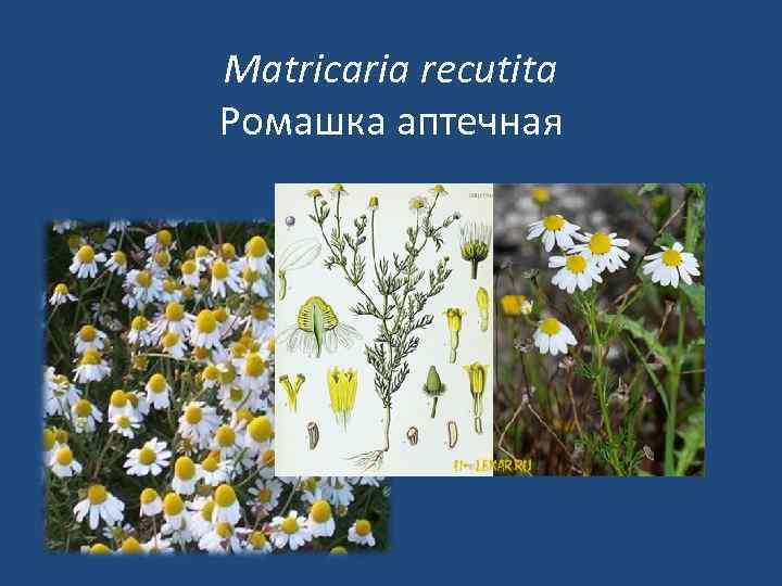 Matricaria recutita Ромашка аптечная 