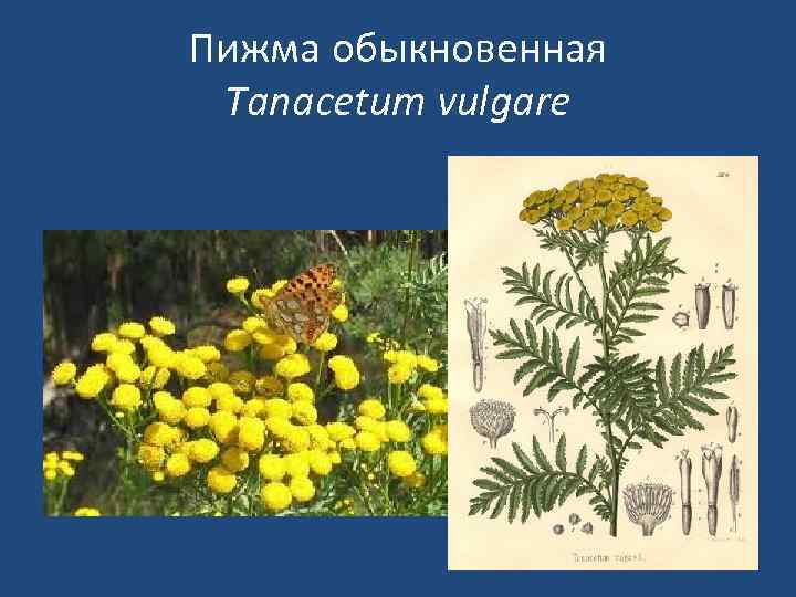 Пижма обыкновенная Tanacetum vulgare 