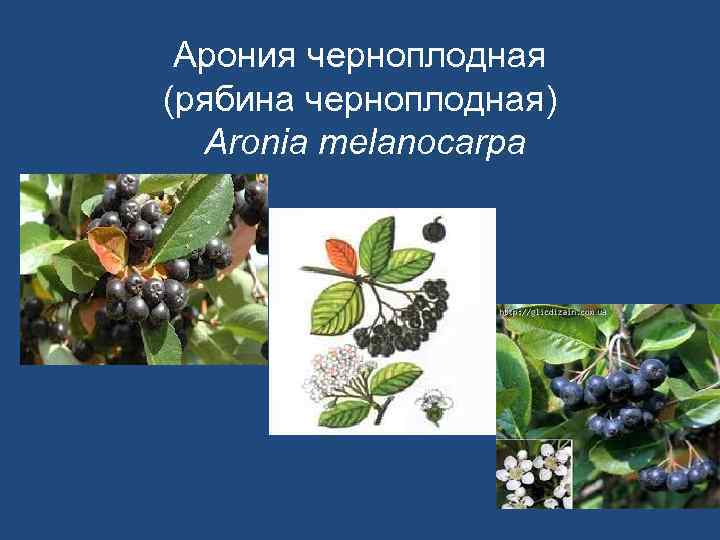 Арония черноплодная (рябина черноплодная) Aronia melanocarpa 