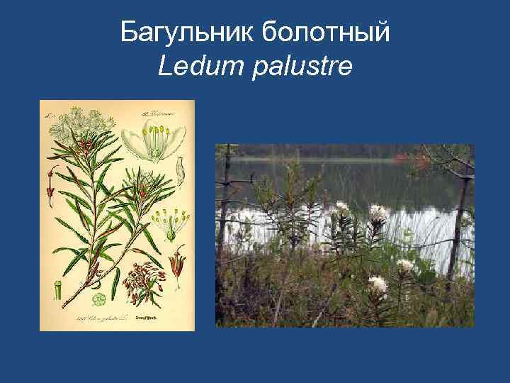 Багульник болотный Ledum palustre 