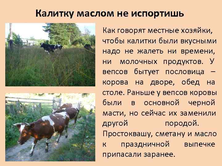 Калитку маслом не испортишь   Как говорят местные хозяйки,    чтобы