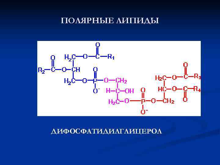  ПОЛЯРНЫЕ ЛИПИДЫ ДИФОСФАТИДИЛГЛИЦЕРОЛ 