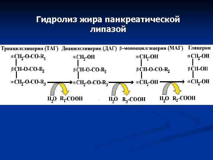 Гидролиз триацилглицеролов происходит по следующей схеме